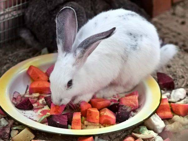 Можно ли давать кроликам сырой картофель?