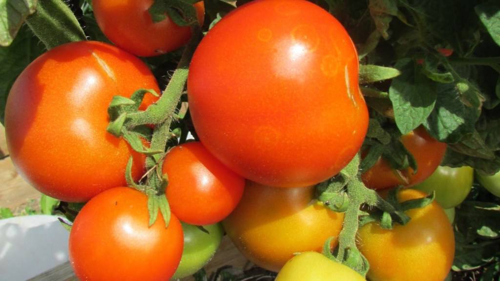 Томат красная шапочка: описание и характеристика сорта, особенности выращивания помидора, отзывы тех, кто сажал, фото