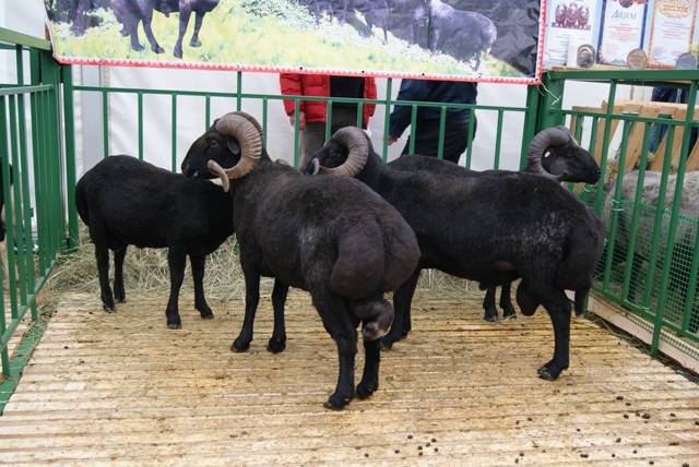 Овцы карачаевской породы: описание, характеристика, особенности содержания и кормления  — vkmp