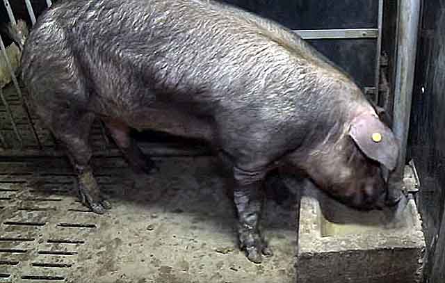 Глисты у свиней: симптомы и лечение в домашних условиях народными средствами и препаратами