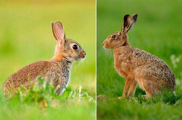 Чем отличается заяц от кролика? всем! описываем разницу по пунктам