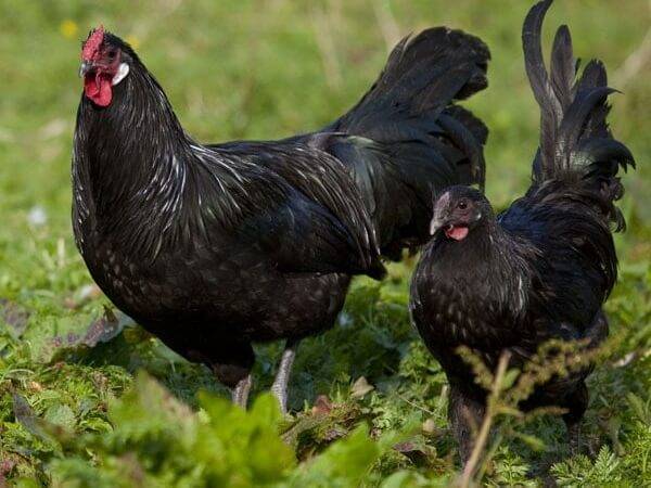 Московская черная порода кур: описание, отзывы, фото, видео
