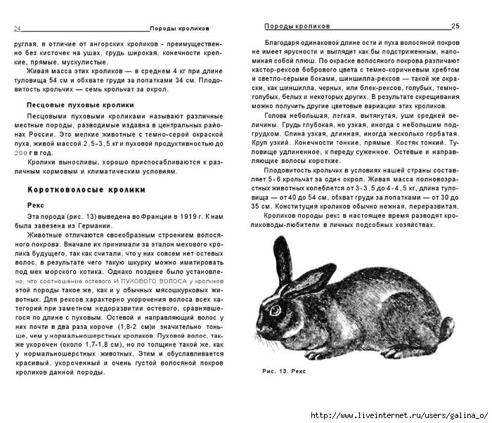 ✅ как определить возраст кроликов. учимся определять возраст кроля - живой-сад.рф