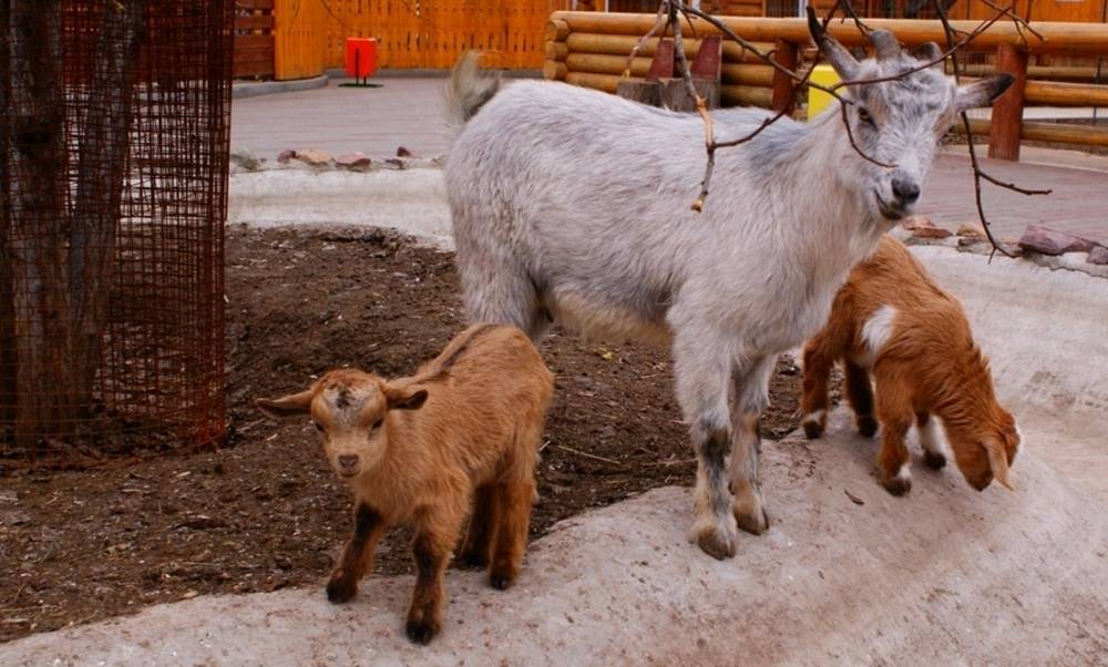 Камерунские карликовые козы: характеристика породы, преимущества и недостатки животных, условия содержания