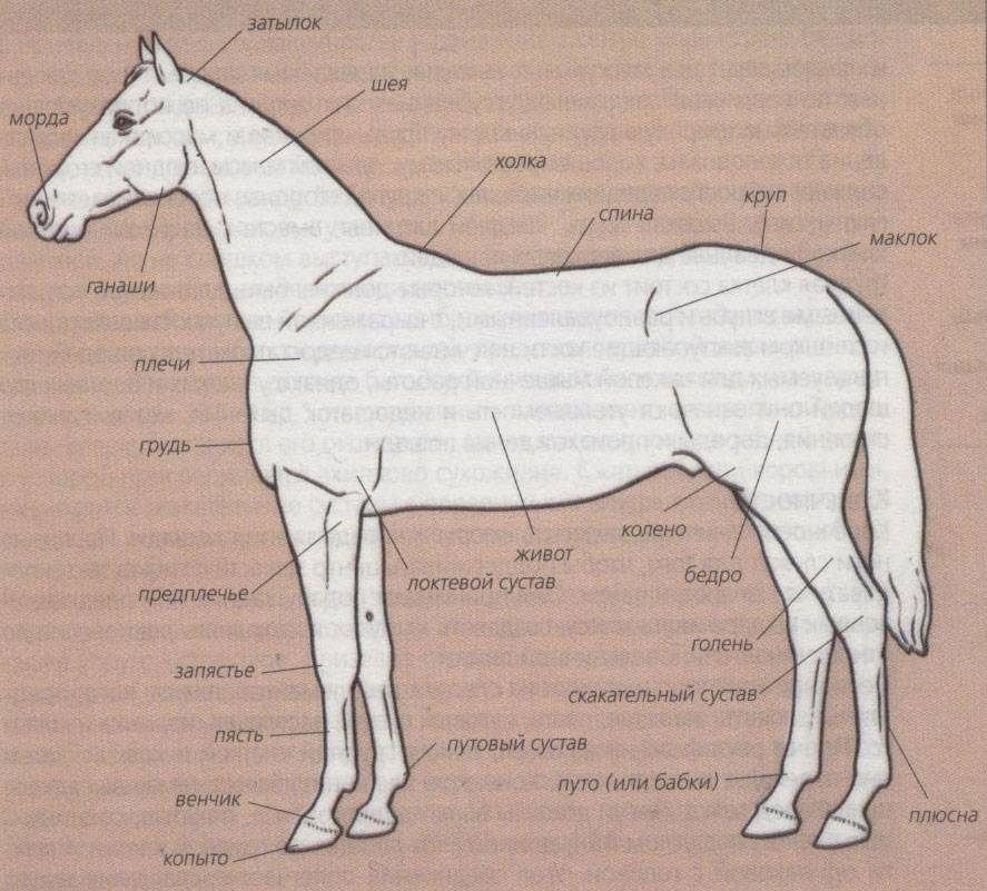 Скелет лошади: строение, анатомия, рисунок