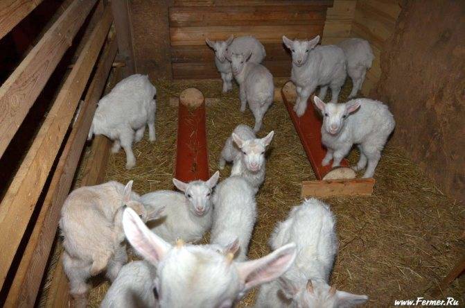 Чем кормить козу зимой: правила составления рациона в домашних условиях