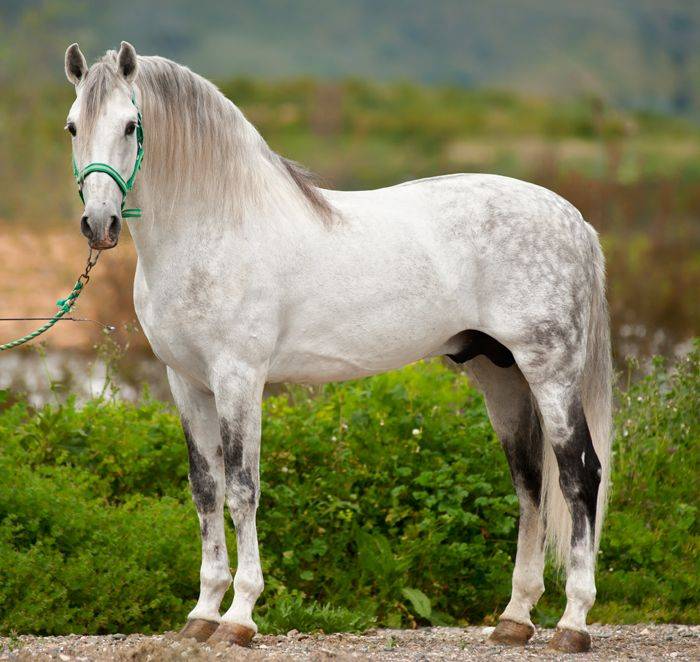 Андалузская порода лошадей.описание и фото породы