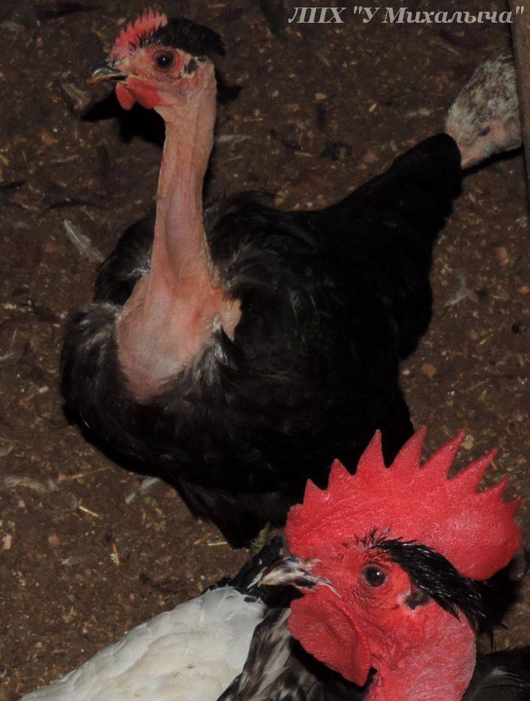 Голошейная порода кур: выращивание, продуктивность, особенности птиц с экзотической внешностью