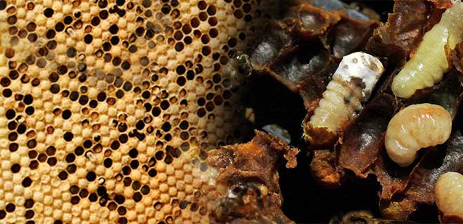 Аскосфероз у пчел: признаки, советы по профилактике и способы лечения