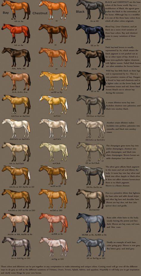 Буланый конь (30 фото): что это за цвет? описание масти лошади