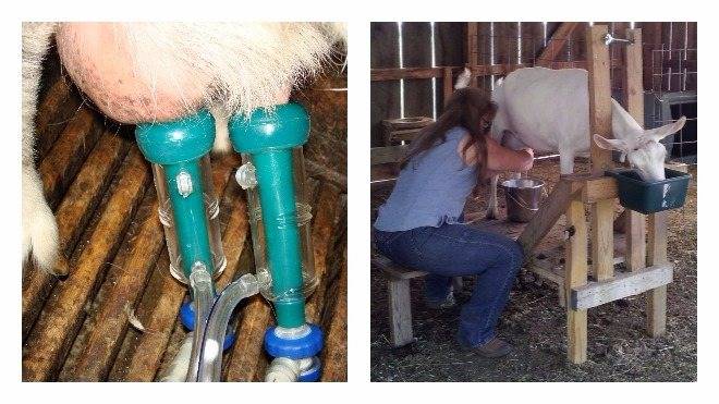 Как раздоить козу: пошаговое описание процесса, правила подготовки, эффективные методики