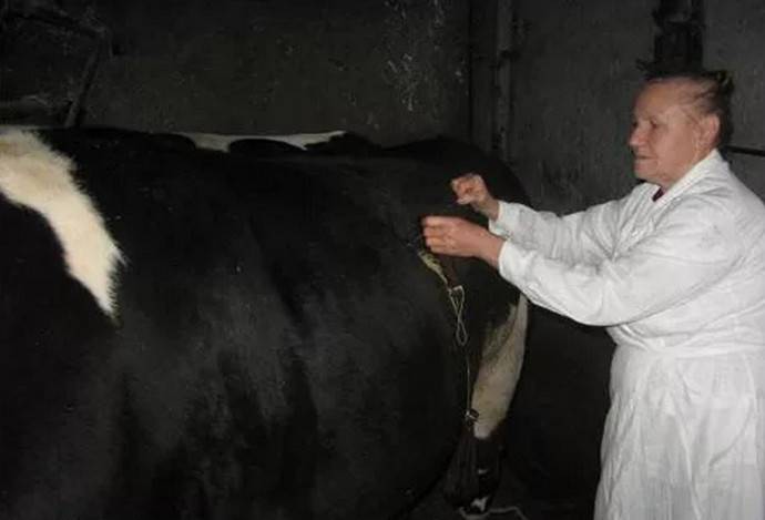 Послеродовые заболевания матки у молочных коров