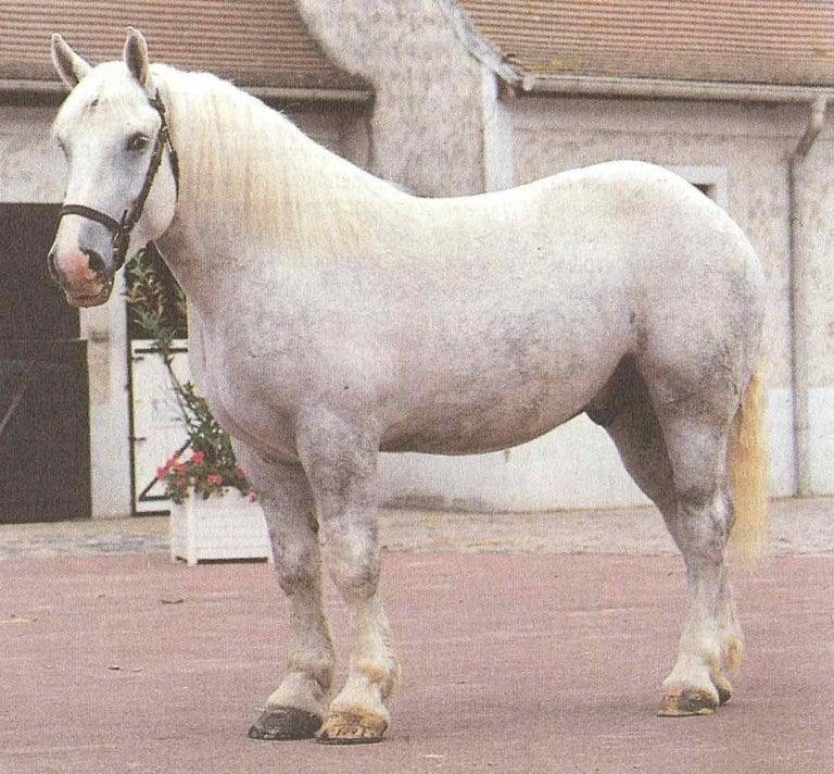 Лошадь породы першерон: история, описание, фото | мои лошадки