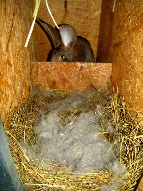 Роды крольчихи: окрол зимой, температура, как рожают и что делать