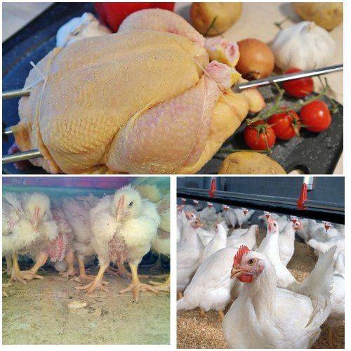 Выращивание цыплят-бройлеров: как правильно построить бизнес