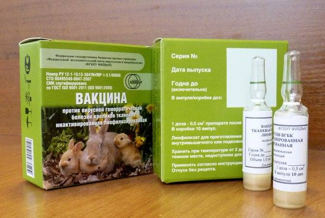 Вакцинация кроликов - как получить гарантированную защиту от болезней