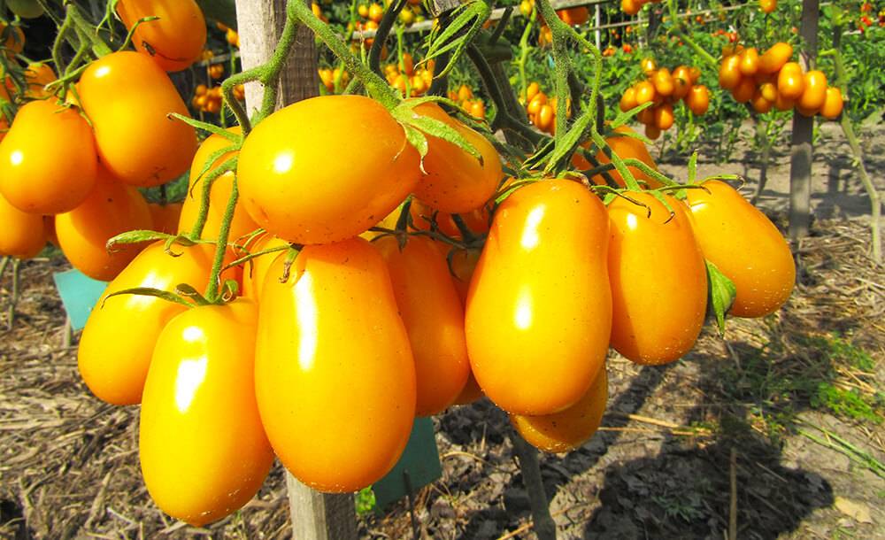 Классический культивар для незащищенных участков — томат красная сливка: описание сорта и характеристика