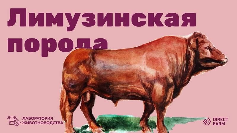 Порода крс лимузин - фото и характеристики лимузинских бычков, телят, коров на сайте moloko-chr.ru