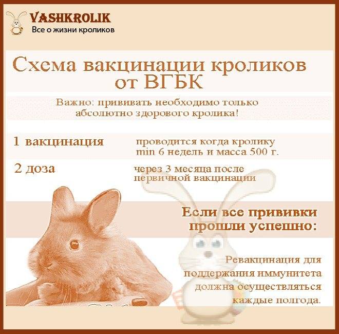 Причины гибели кроликов летом, профилактика