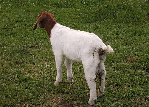 Понос у коз: причины, симптомы и способы лечения