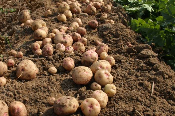 Так ли необходим картофель на огороде?