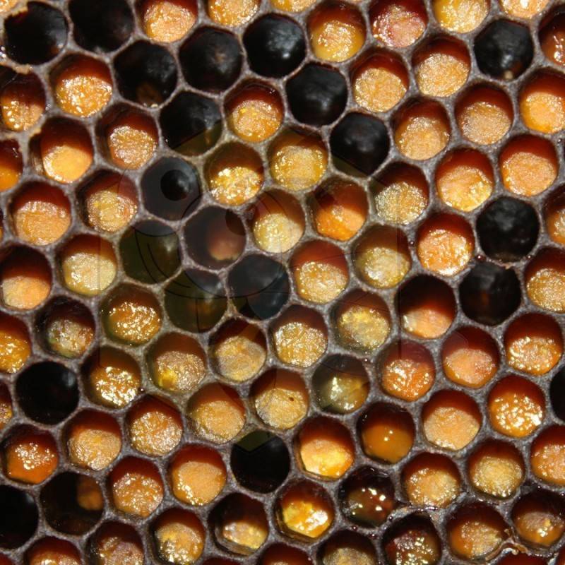 Мед в сотах: польза и вред, как достать и употреблять