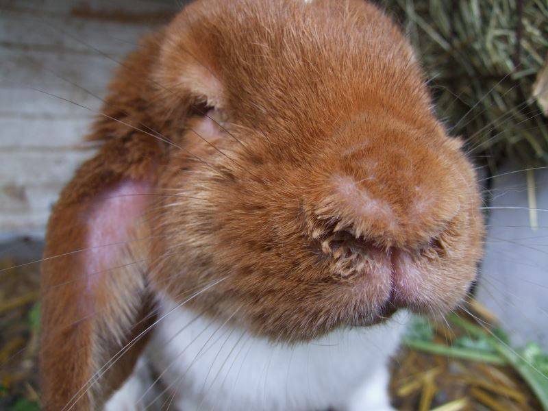 Что делать, если у кроликов сопли, насморк и чиханье?