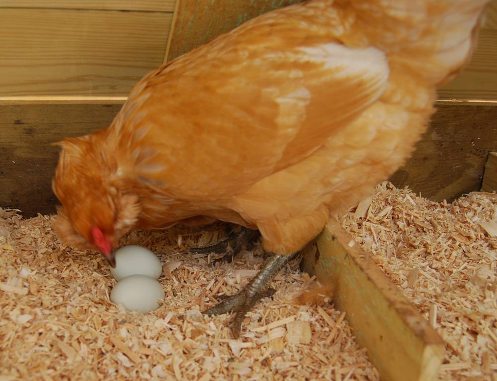 Почему куры клюют свои яйца и что делать?