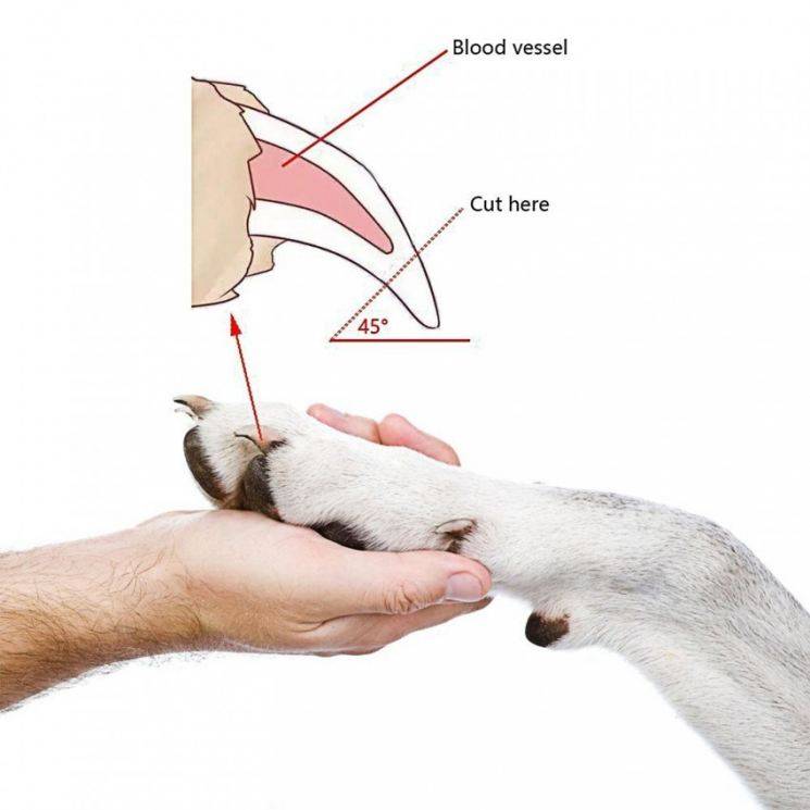 Как правильно подстричь когти декоративному кролику: пошаговая инструкция