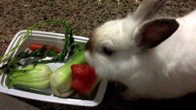 Можно ли кормить кроликов кабачками, огурцами, яблоками и тыквой, в каком виде, с какого возраста
