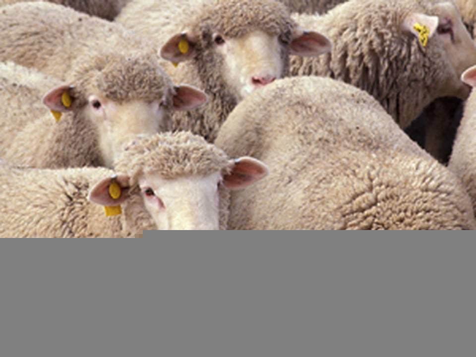 Кормление овец зимой — agroxxi