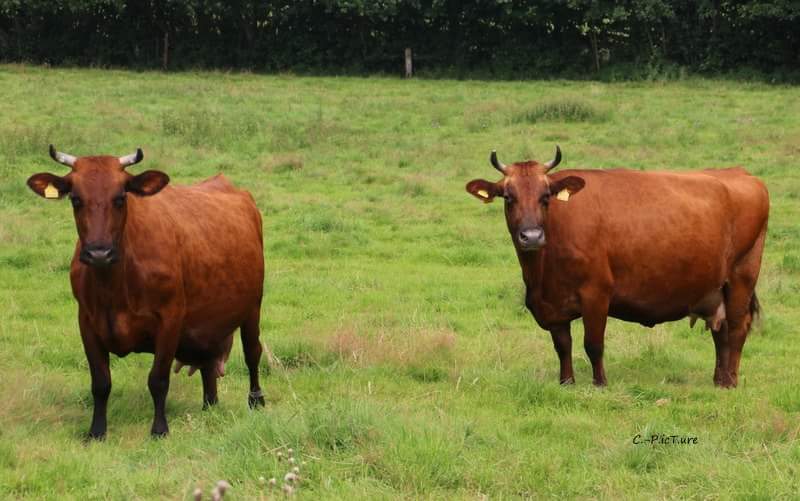 Датская красная порода коров — характеристики и особенности внешнего вида, отела, молока, мяса, частота заболеваемости — moloko-chr.ru
