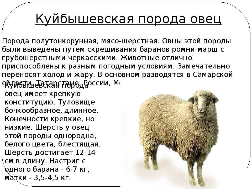 Описание экстерьера и продуктивности овец Куйбышевской породы