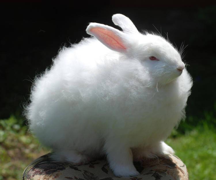 Ангорский кролик: особенности содержания и разведения
