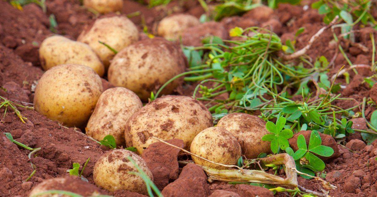 Почему стоит отказаться от выращивания картофеля в огороде