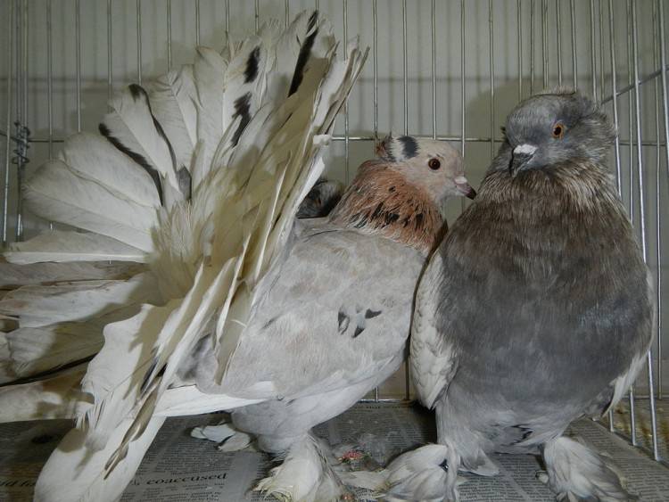 Разведение голубей в домашних условиях для начинающих. как набраться опыта