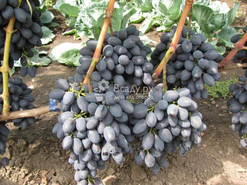 Сорт, способный расти в любых условиях — виноград «кодрянка»