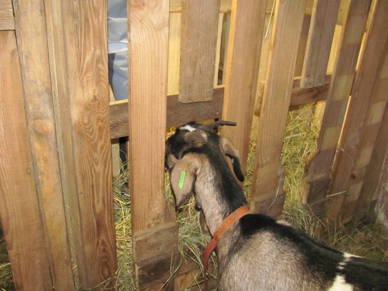 Виды кормушек для коз и как их изготовить