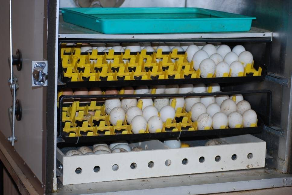 Инкубатор для яиц: советы начинающим птицеводам