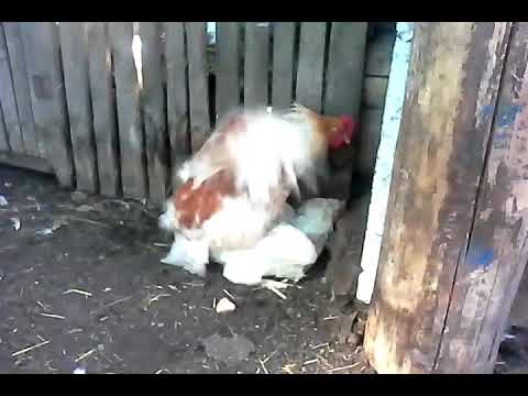 Как петух оплодотворяет курицу: описание процесса, фото- и видеообзор