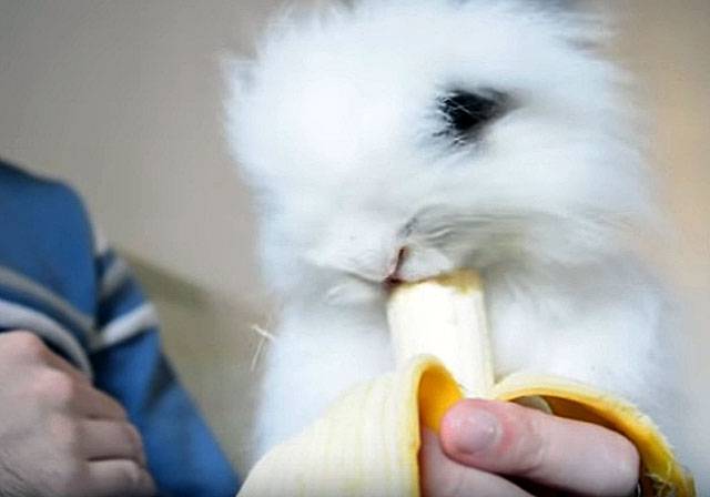Можно ли кроликам бананы, давать ли им банановую кожуру (шкурку)