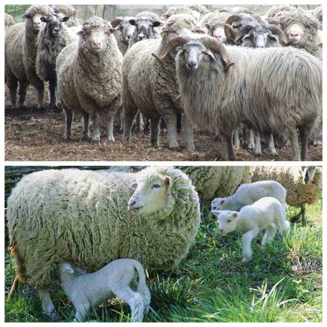 Разведение и выращивание овец как бизнес: подробный бизнес план, рентабельность, плюсы и минусы в 2021 году