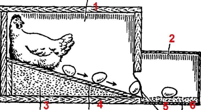 Чертеж гнезда для кур-несушек с яйцесборником своими руками. как сделать гнезда для кур несушек с яйцесборником?