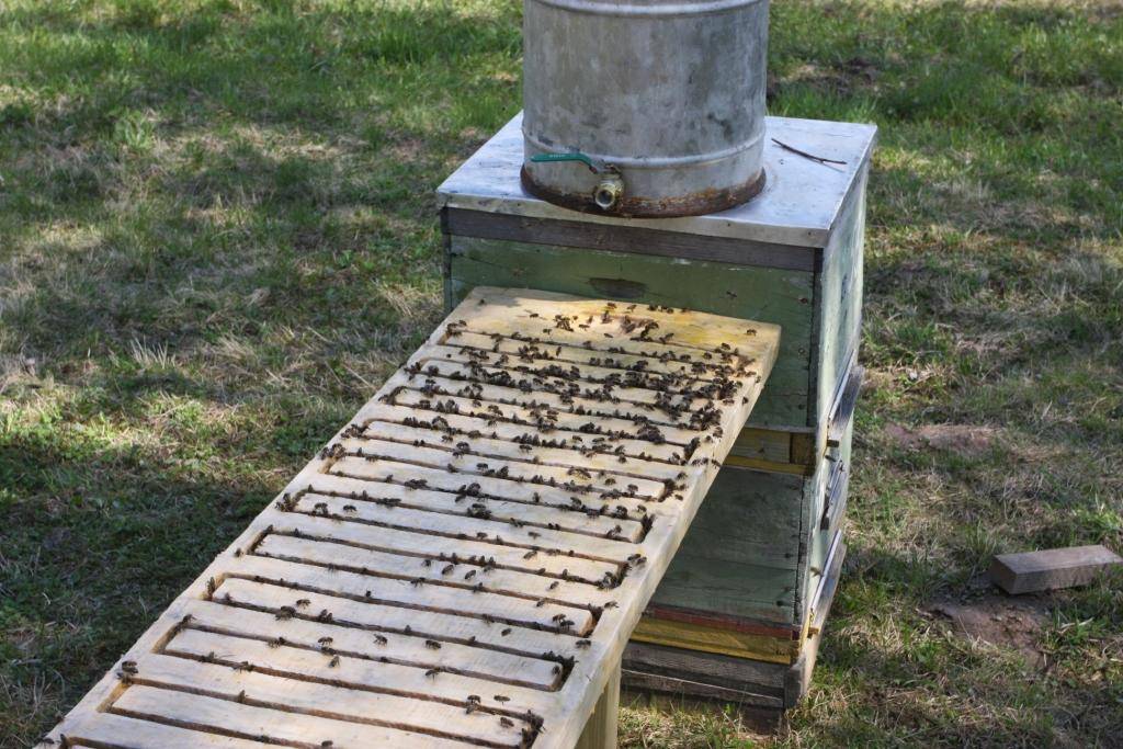 Кормушки для пчел - виды, советы, изготовление