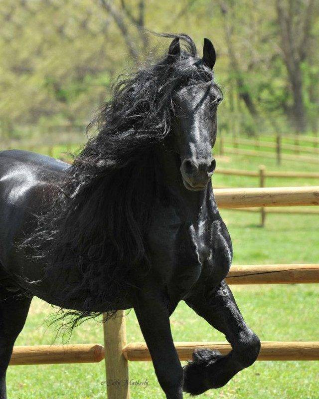 Русские породы лошадей от древних до современных, описание самых красивых коней
