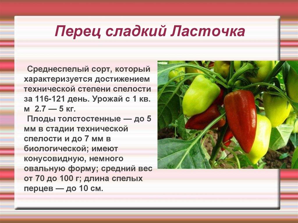 Перец ласточка: характеристика и описание сорта с фото, отзывы о семенах и урожае, особенности выращивания