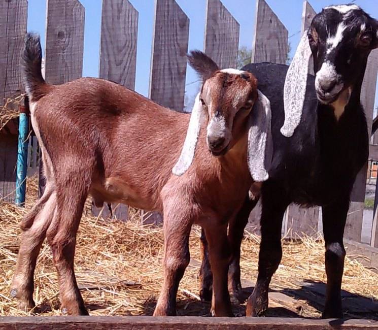 Все что стоит знать фермеру о козах нубийской породы