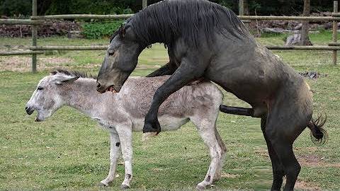 Разведение и размножение лошадей