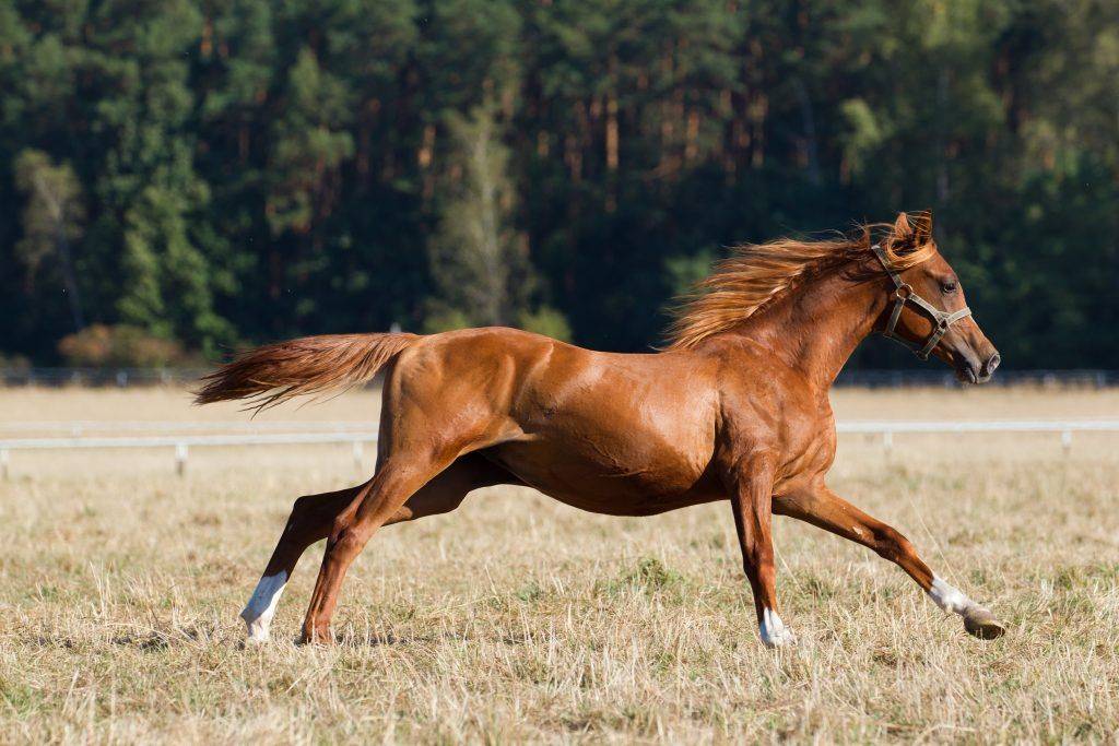 Самая быстрая лошадь в мире, лошади-рекордсмены, кто из них самый быстрый в мире?