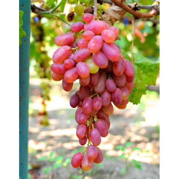 Описание сорта винограда виктор: фото и отзывы | vinograd-loza